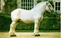 cheval_boulonnais