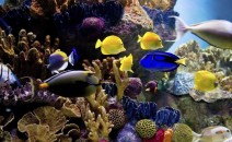 aquarium-paris-bon-plan